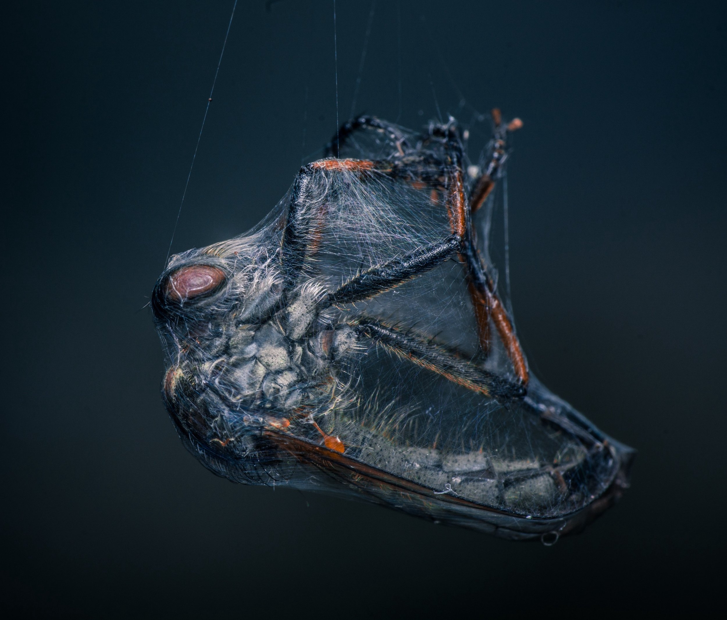 Олени в&nbsp;винограднике и&nbsp;милая черепашка: 14 победителей фотоконкурса World Nature Photography Awards 2025