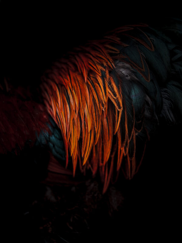 Лучшие фото на смартфон: объявлены победители iPhone Photography Awards 2024