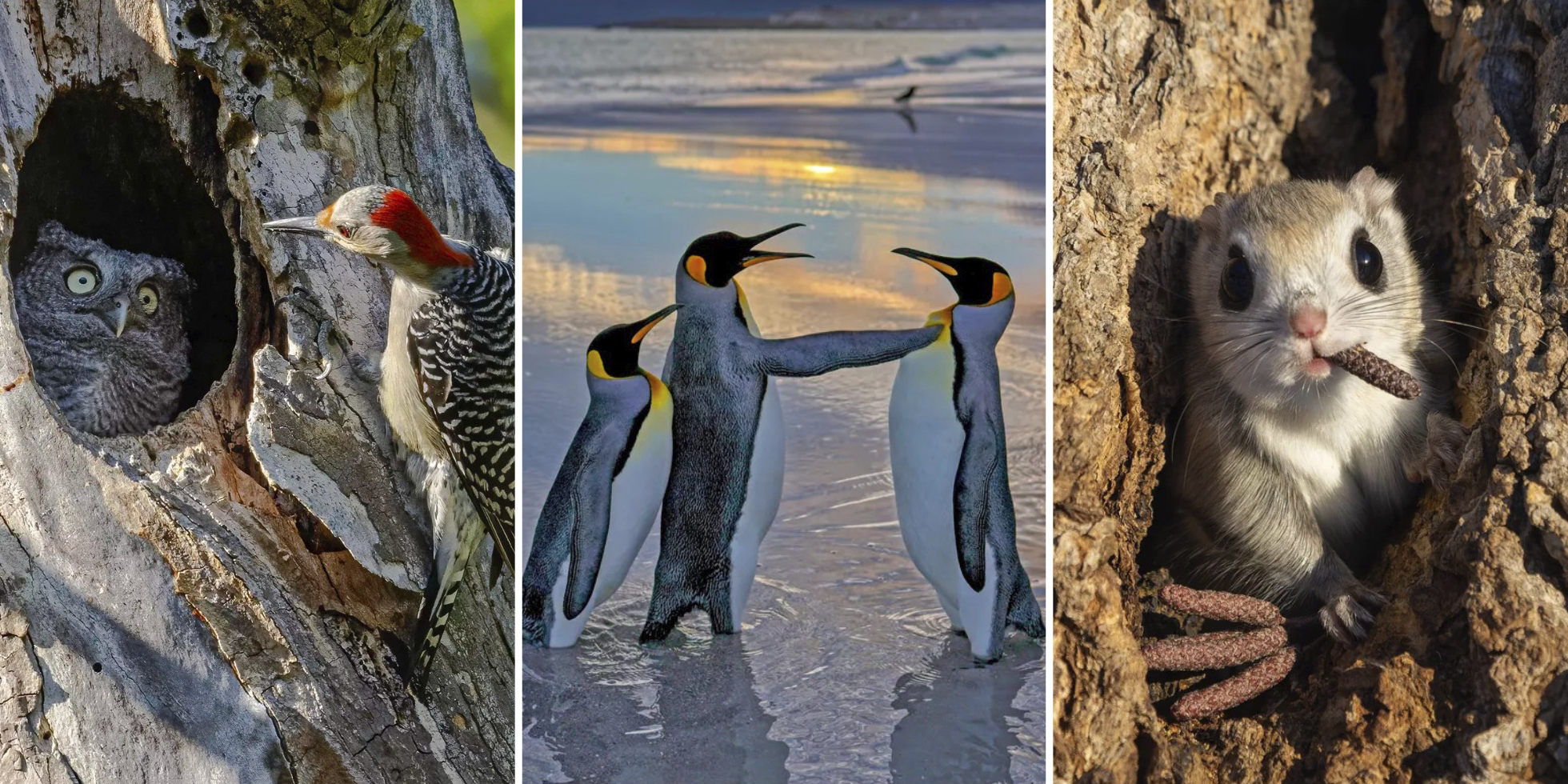 Застрявшая белка и&nbsp;лягушка в&nbsp;пузыре: 19 победителей фотоконкурса Comedy Wildlife Awards 2024