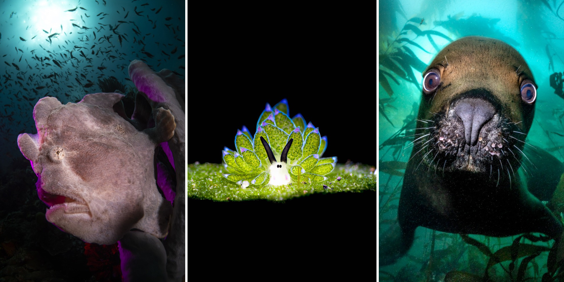 Игривый морской лев и&nbsp;элегантная акула: 15 снимков с&nbsp;фотоконкурса Underwater Photographer of the Year&nbsp;2025
