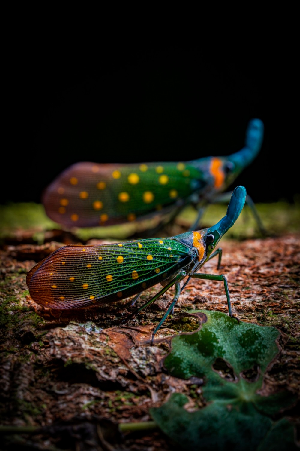 Олени в&nbsp;винограднике и&nbsp;милая черепашка: 14 победителей фотоконкурса World Nature Photography Awards 2025