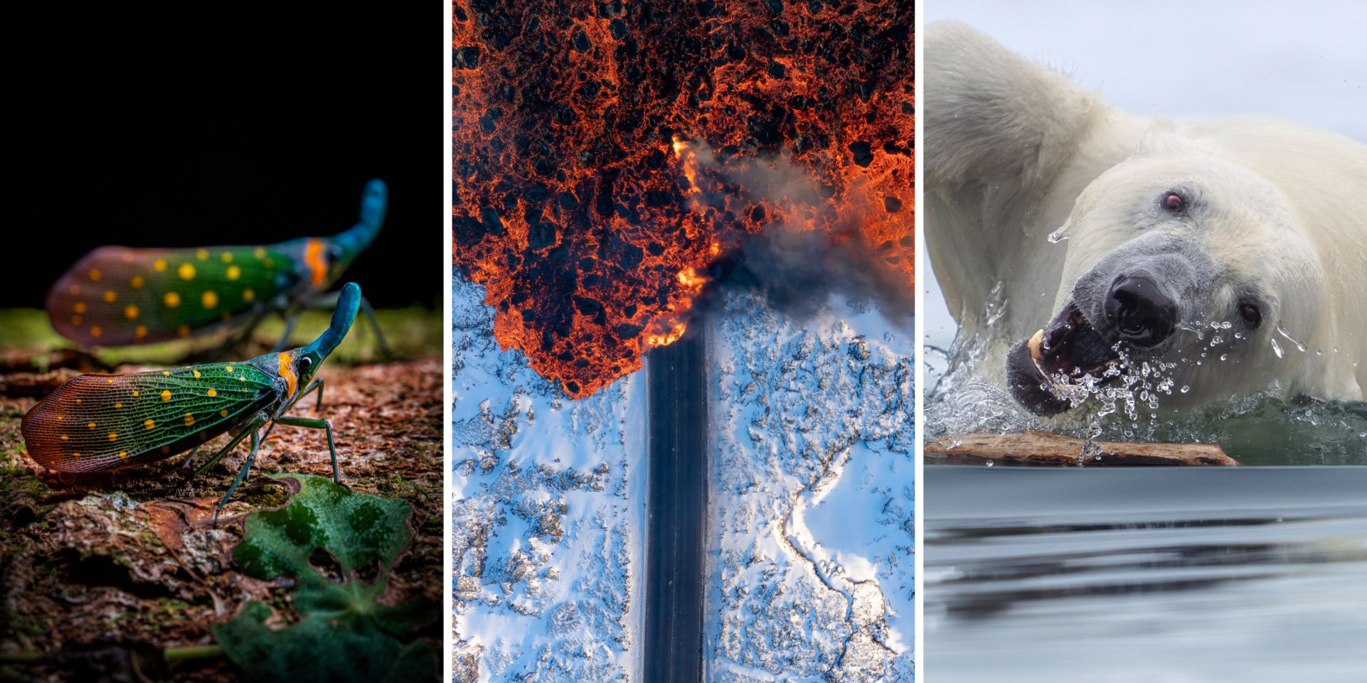 Олени в&nbsp;винограднике и&nbsp;милая черепашка: 14 победителей фотоконкурса World Nature Photography Awards 2025