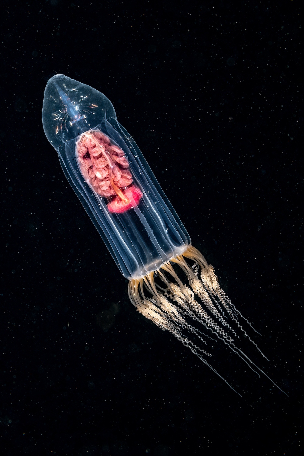 Игривый морской лев и&nbsp;элегантная акула: 15 снимков с&nbsp;фотоконкурса Underwater Photographer of the Year&nbsp;2025