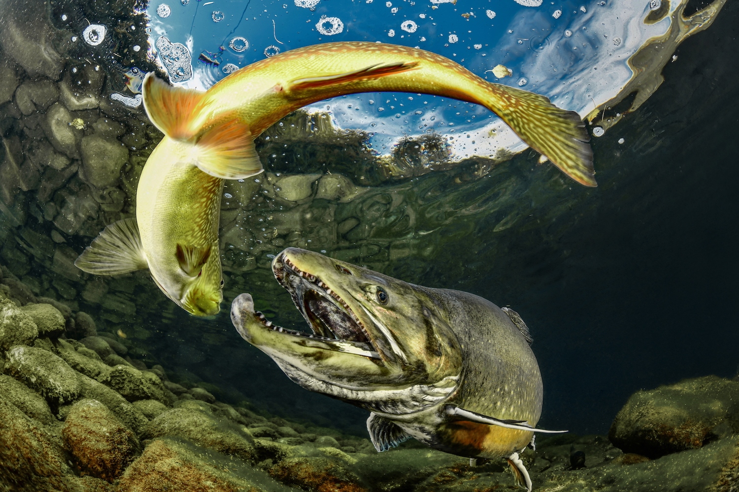 Игривый морской лев и&nbsp;элегантная акула: 15 снимков с&nbsp;фотоконкурса Underwater Photographer of the Year&nbsp;2025