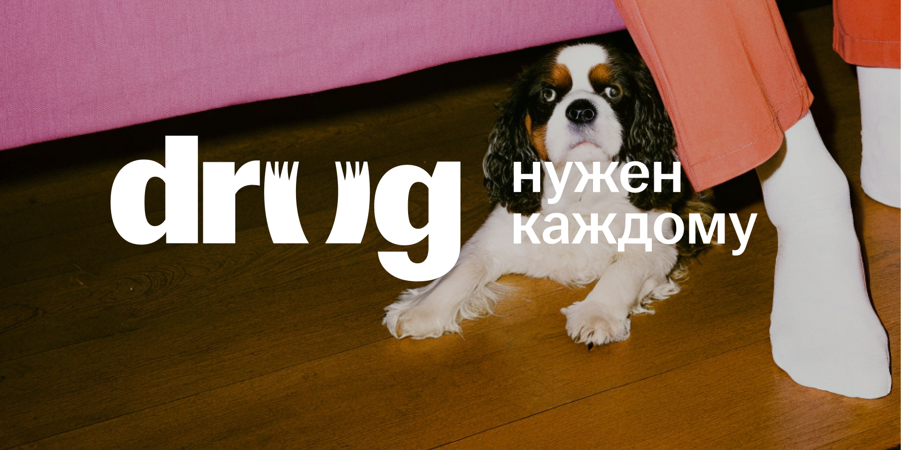 В России появится &laquo;Друг&raquo; &mdash; современная платформа для осознанной адопции животных