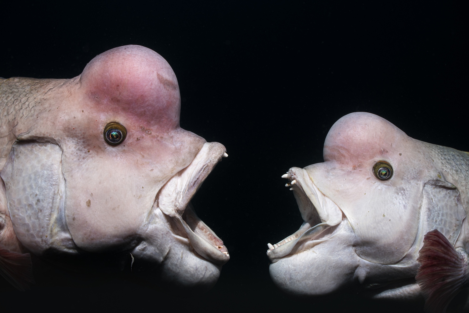 Игривый морской лев и&nbsp;элегантная акула: 15 снимков с&nbsp;фотоконкурса Underwater Photographer of the Year&nbsp;2025