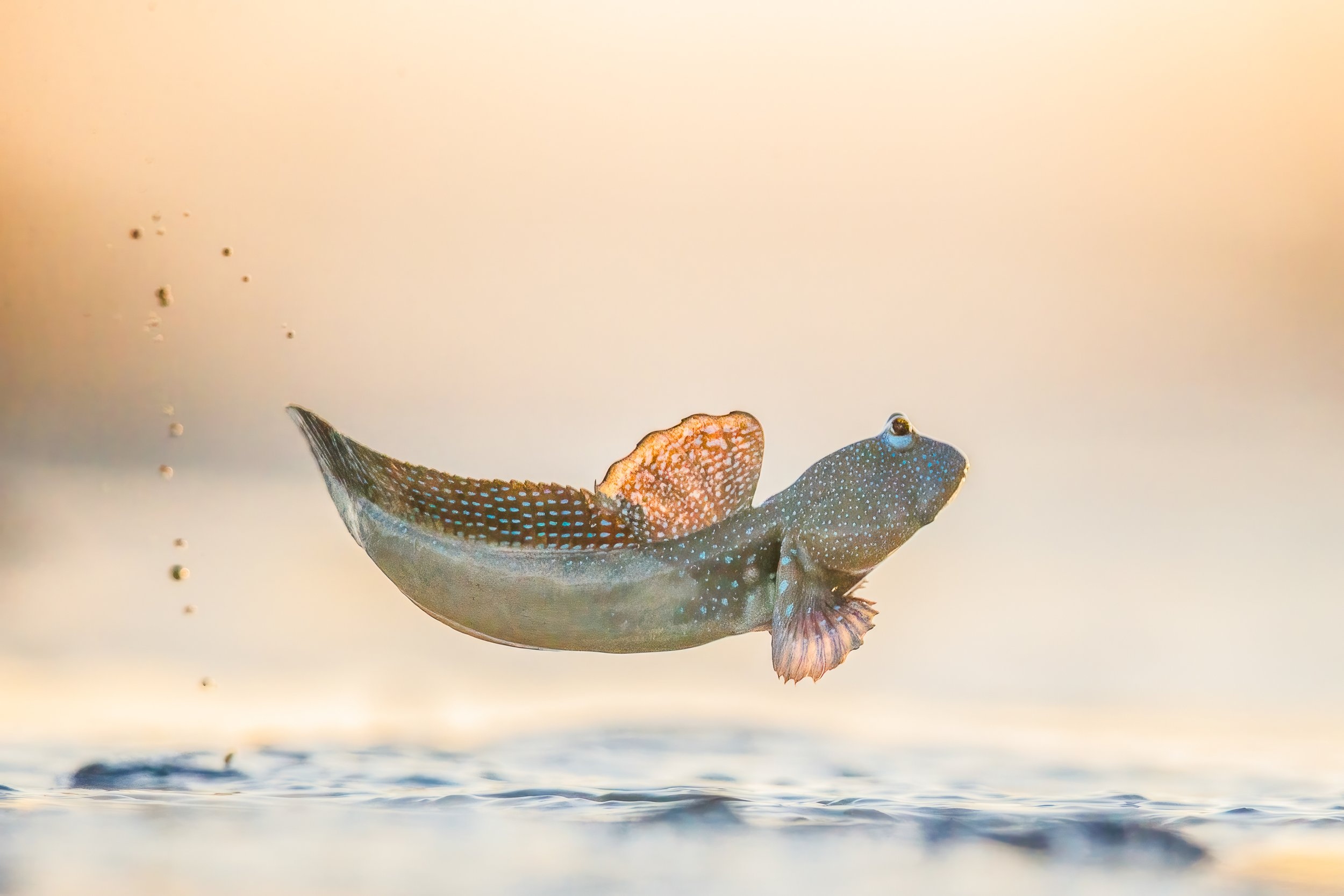 Олени в&nbsp;винограднике и&nbsp;милая черепашка: 14 победителей фотоконкурса World Nature Photography Awards 2025